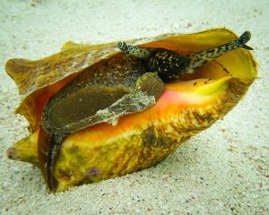 960px-Queen_Conch_Lobatus_gigas-300x240.jpg