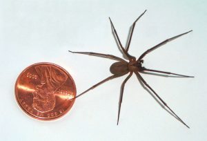 800px-Brown-recluse-coin-edit-300x204.jpg