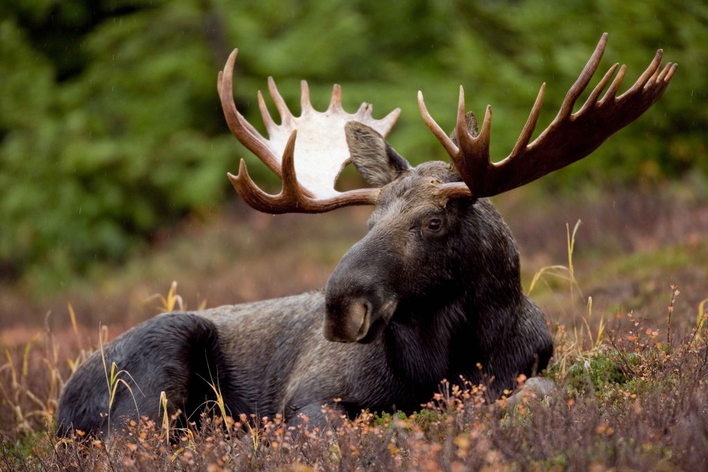 A_bull_moose_animal_mammal-1024x683.jpg