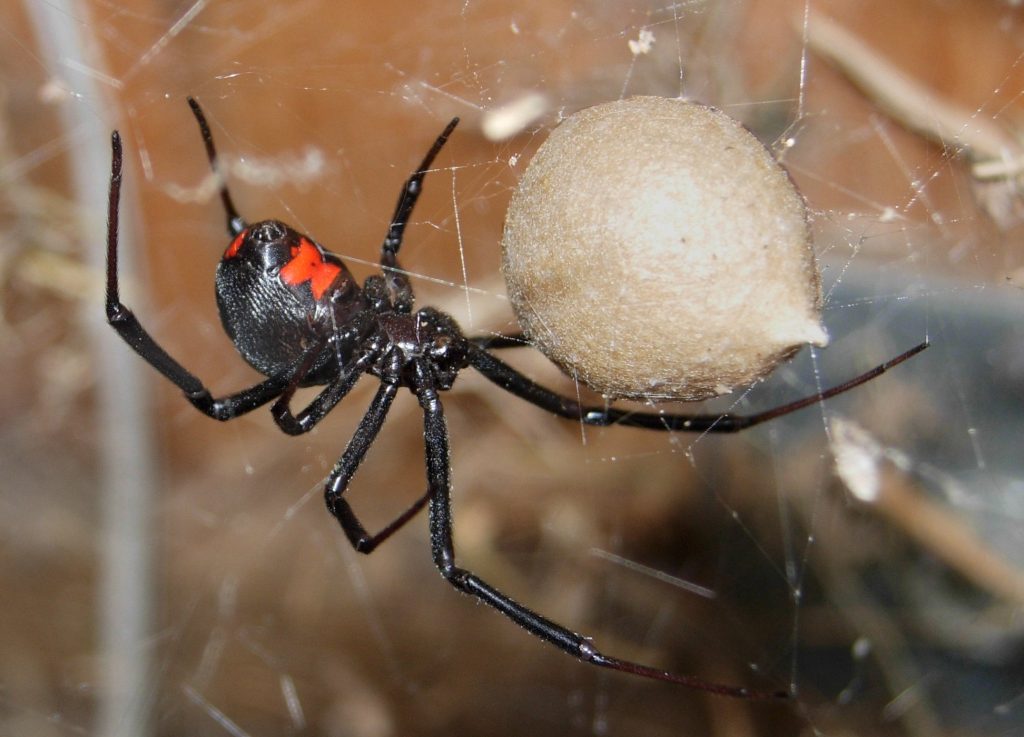 Black_Widow_Spider_07-04-20-1024x737.jpg