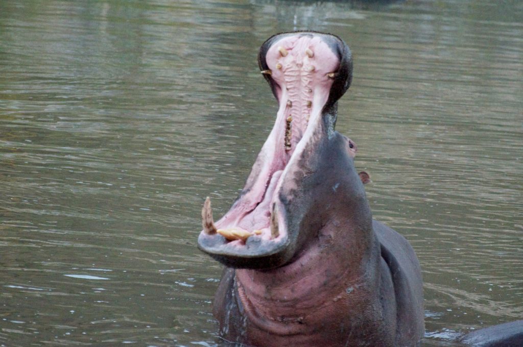 Hippo_mouth_opening-1024x680.jpg