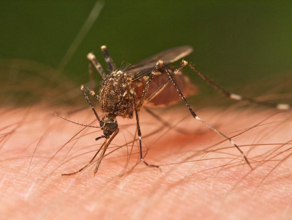 Mosquito_Tasmania_crop-1-1024x772.jpg