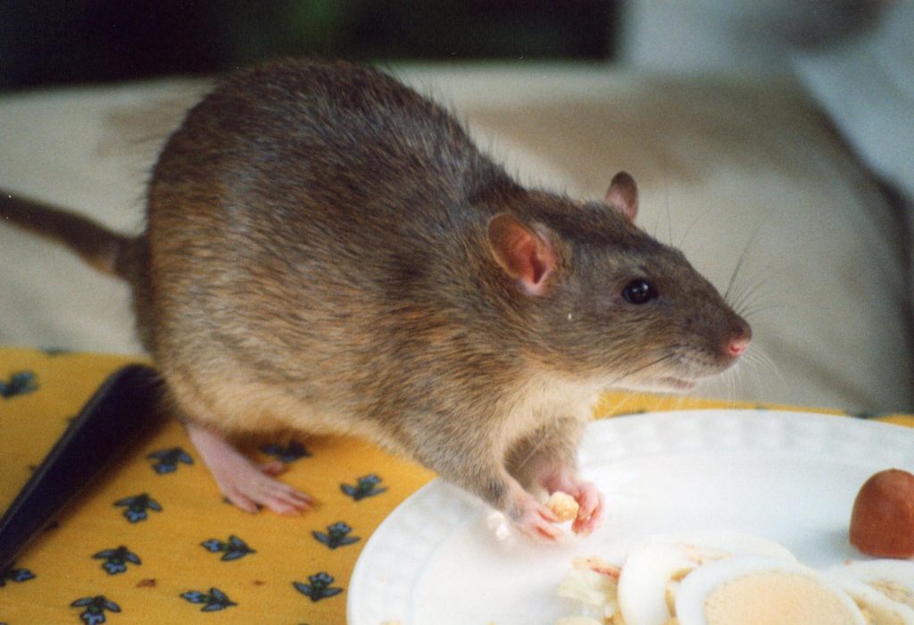 Rat_agouti-1024x700.jpg