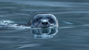 Harbor_seal_Phoca_vitulina_at_Magdalen_fjord_Svalbard_1-300x169.jpg
