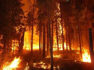 forest-fire-kelowna-1-300x225.jpg