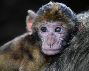 monkey-2790452-300x240.jpg