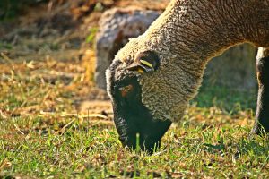 sheep-3514402-300x200.jpg