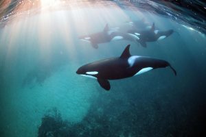 underwater-photograph-shot-by-freediver-jacques-de-vos-whilst-diving-with-orcas-300x200.jpg