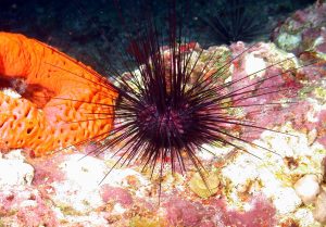 urchin-sponge-79942-300x209.jpg