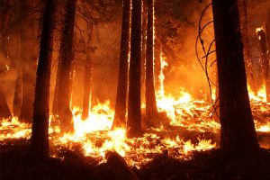 wildfire-1105209-300x200.jpg