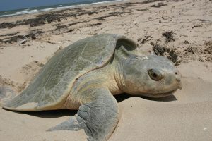 1280px-Kemps_Ridley_sea_turtle_nesting-300x200.jpg
