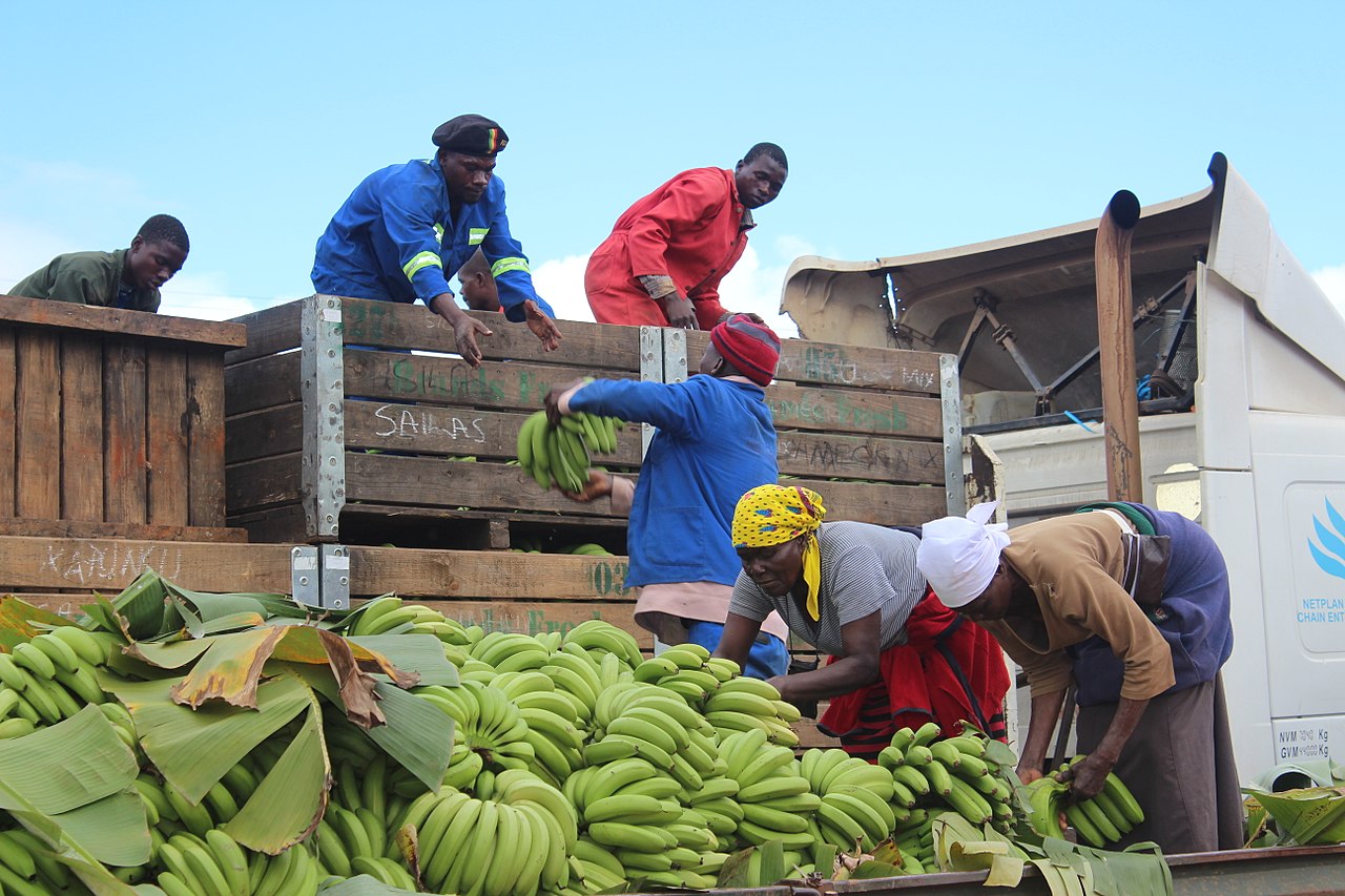 1280px-banana_farmers-_zimbabwe_-39695820082--1539282829723.jpg