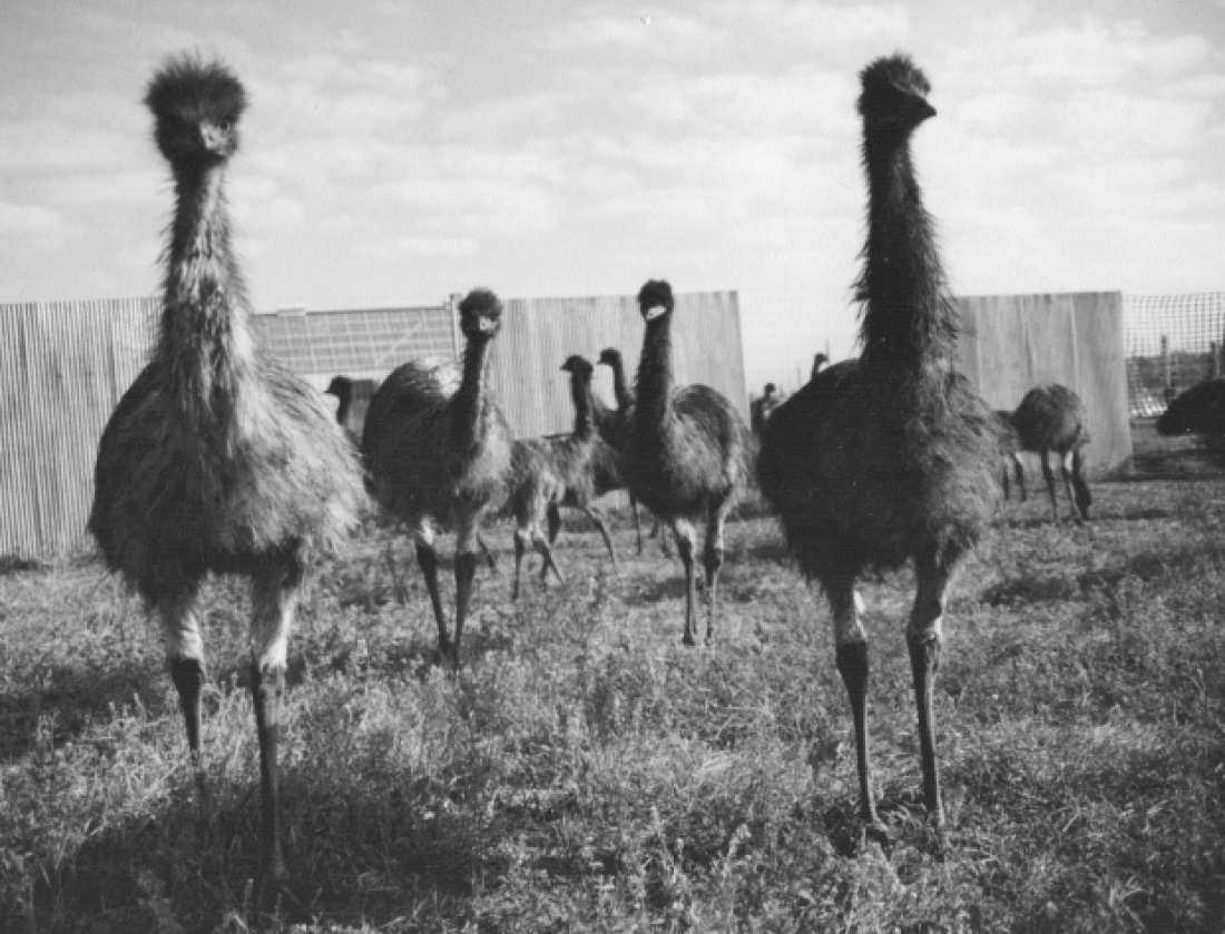 emus-1538071837833.jpg