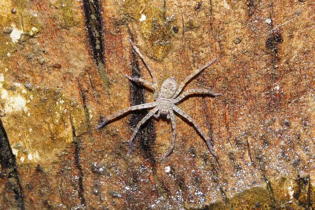 1024px-sparassidae_6182-1540782506441.jpg