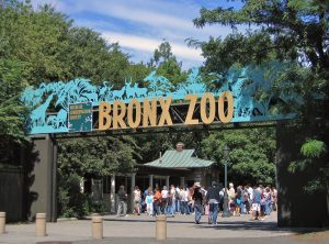 1280px-Bronx_Zoo_001-300x222.jpg