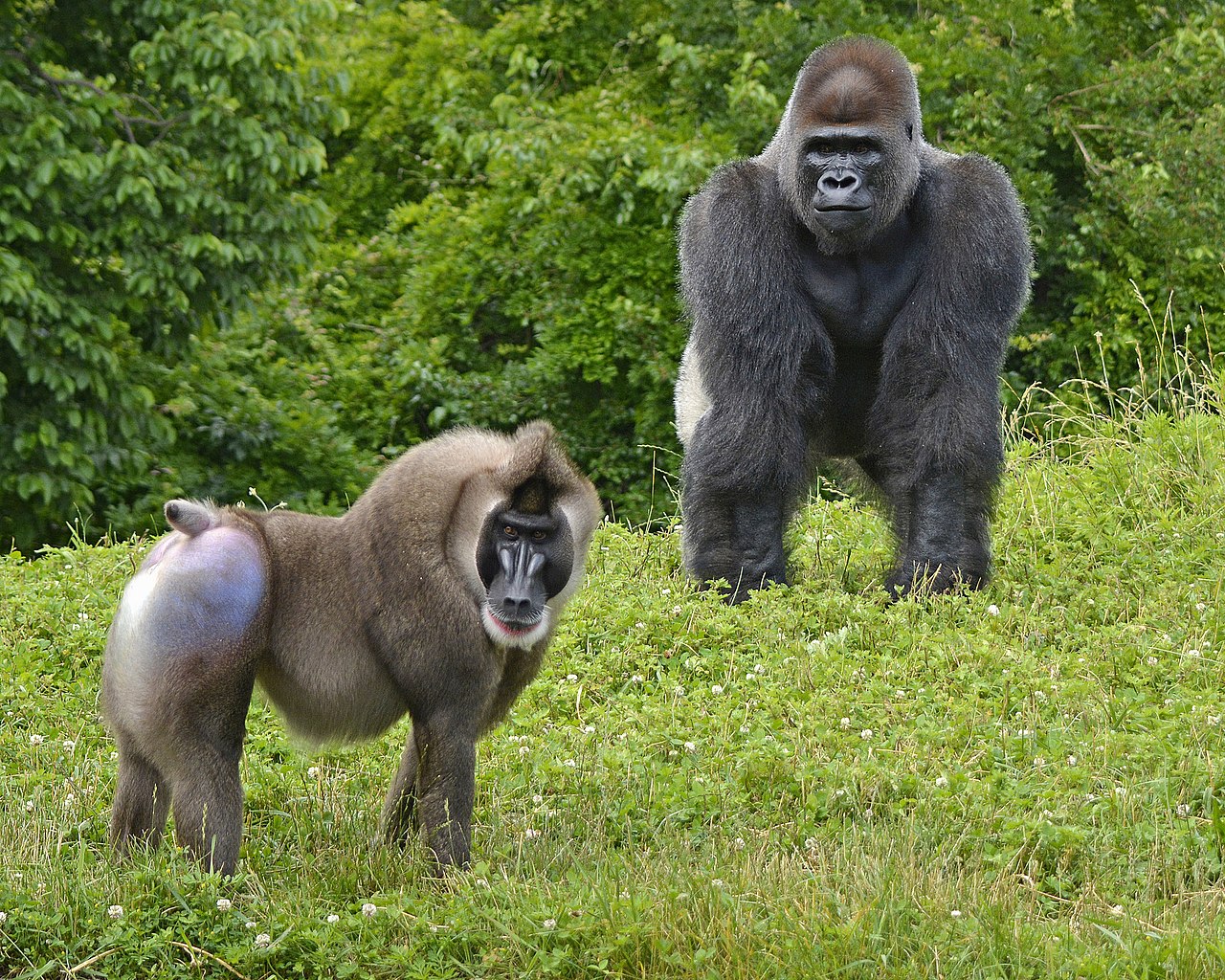 1280px-drill_and_gorilla_-1540917292705.jpg