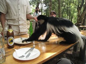 Colubus_monkey_seeking_food-300x225.jpg