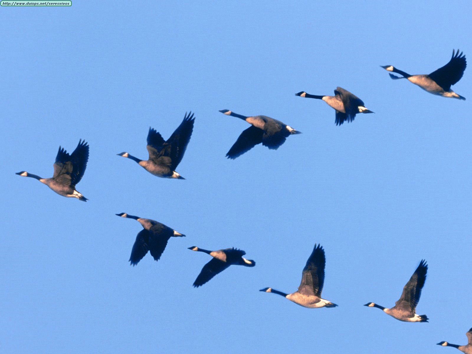 animals-waterfowl_wild-formation-1541452267437.jpg