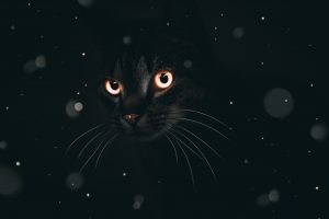 cat-4684197-300x200.jpg