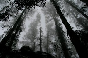forest-1030832-300x200.jpg