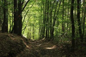 forest-header-1540999998413-300x200.jpg