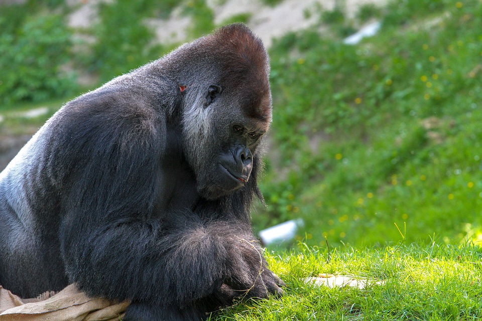 gorilla-3373856_960_720-1541465189454.jpg