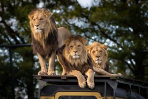lion-4581841-300x200.jpg