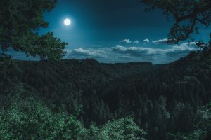 nature-3194001-1-300x200.jpg
