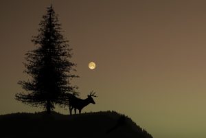nature-945162-300x201.jpg