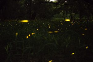 toan-phan-TY0wQIAdMQA-unsplash-300x200.jpg