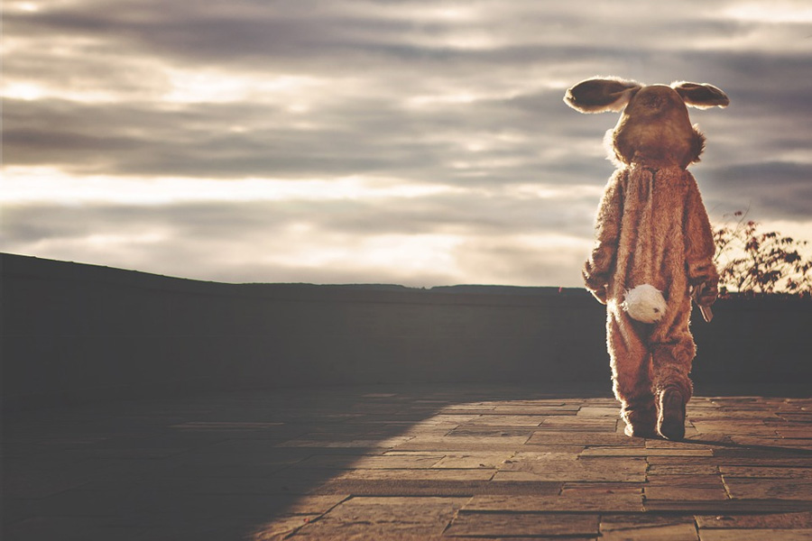 bunny-1547740251607.jpg