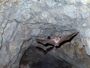 leaf-nosed-bats-1575051-300x225.jpg