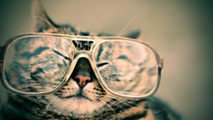cat-984097-300x169.jpg