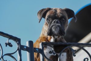 guard-dog-4000952-300x200.jpg