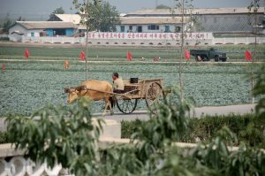 North_Korea-Sariwon_Migok_Farm-02-300x199.jpg