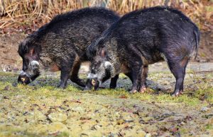 boar-3214069-300x194.jpg