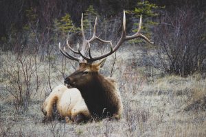 deer-1245712-300x200.jpg
