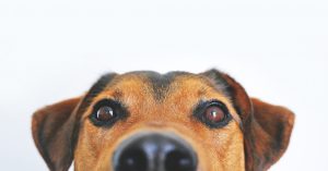 dog-838281-300x157.jpg