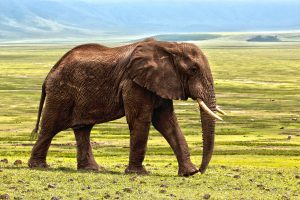 elephant-1421167-300x200.jpg