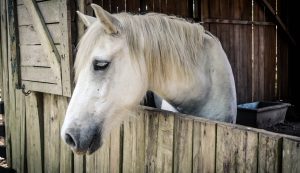 horse-1042386-300x173.jpg