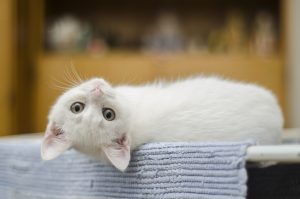 kitten-1285341-300x199.jpg
