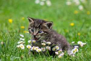 kitty-2948404-300x203.jpg