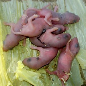 mice-baby-300x300.jpg