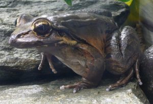 1024px-Leptodactylus_fallax_1-300x204.jpg