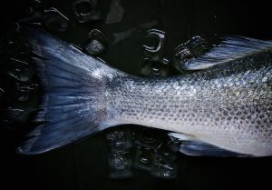 fish-1149465-300x209.jpg