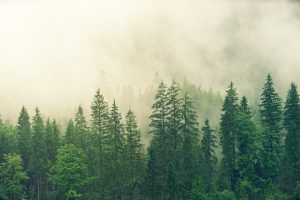 fog-3622519-300x200.jpg