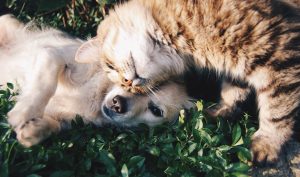 friends-1149841-300x177.jpg