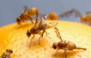 fruit-flies-520905-300x192.jpg
