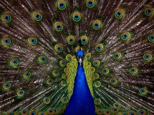 peacock-1868-300x225.jpg