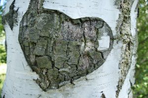 birch-1593725_1920-300x200.jpg